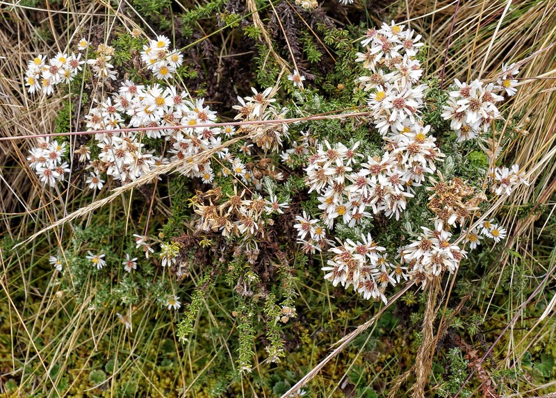 Diplostephium barclayanum