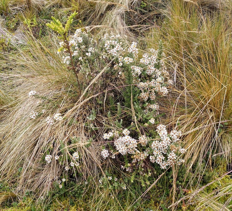 Diplostephium barclayanum photo 2