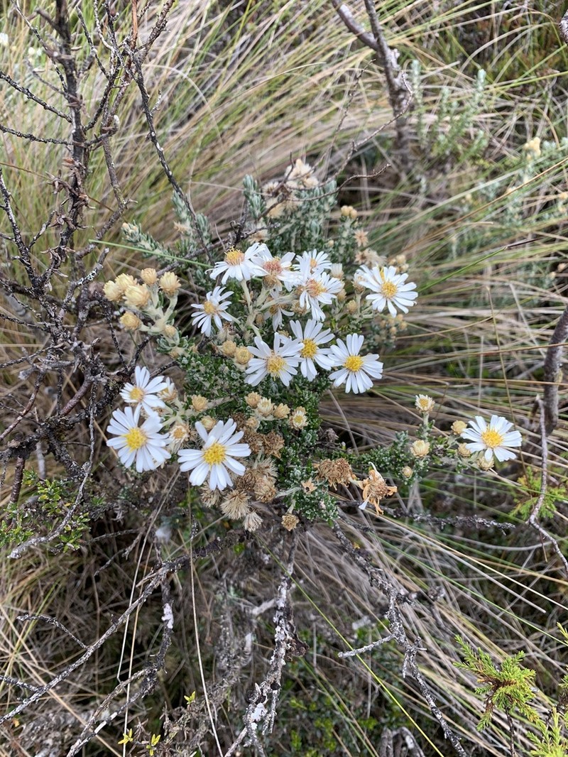 Diplostephium barclayanum photo 3