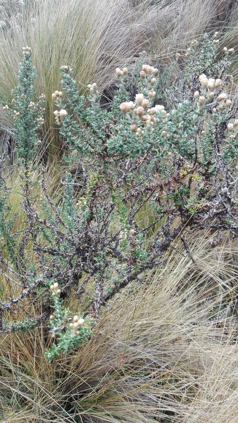 Diplostephium barclayanum photo 4