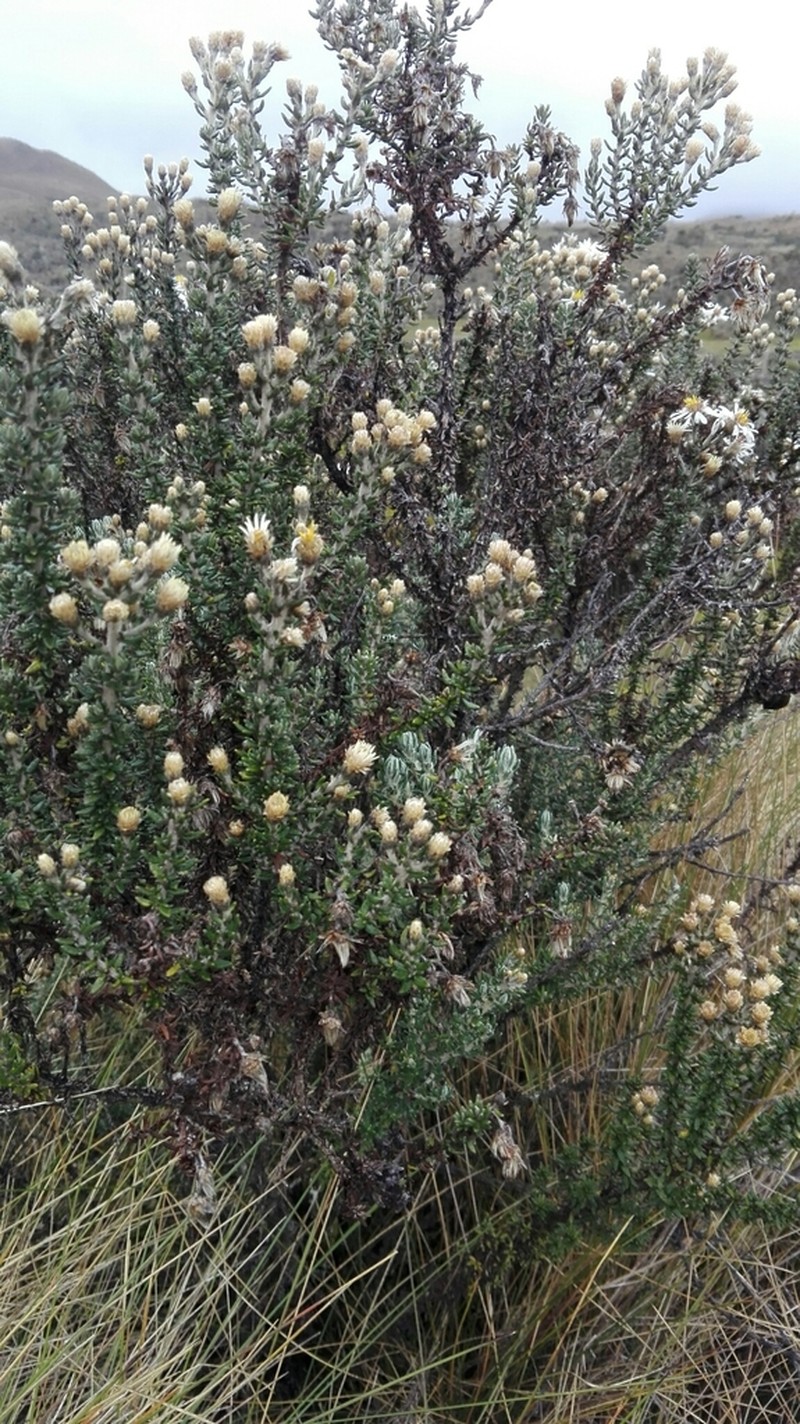 Diplostephium barclayanum photo 5