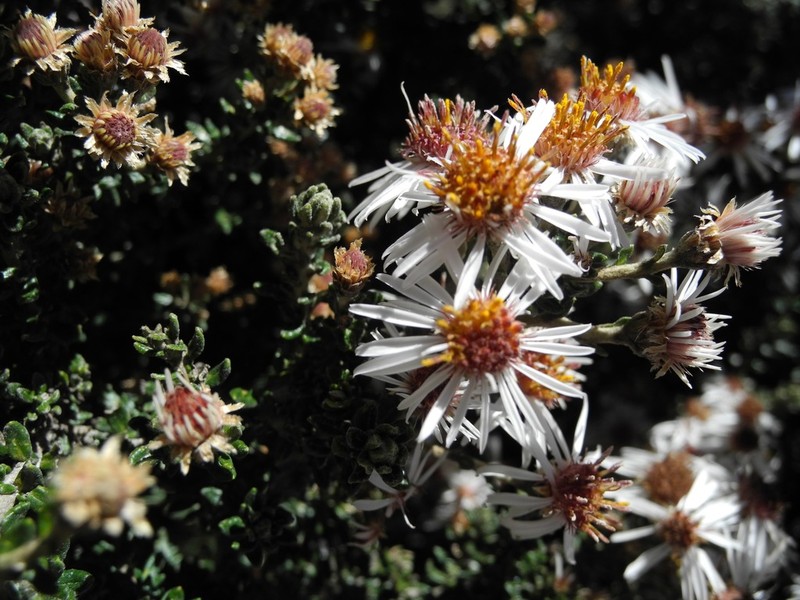 Diplostephium barclayanum photo 6