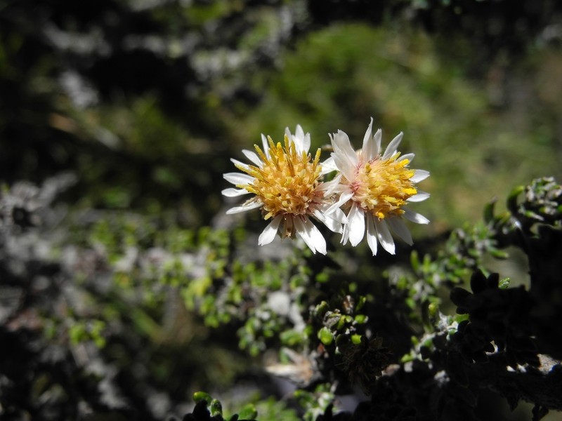Diplostephium barclayanum photo 7