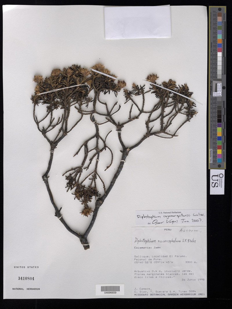 Diplostephium cajamarquillense