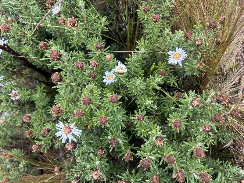Diplostephium callaense