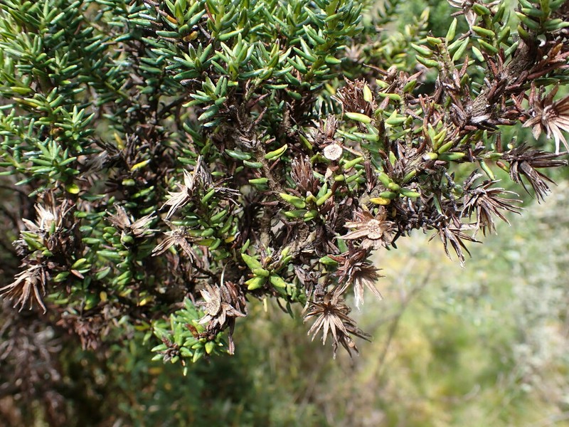 Diplostephium callaense photo 2