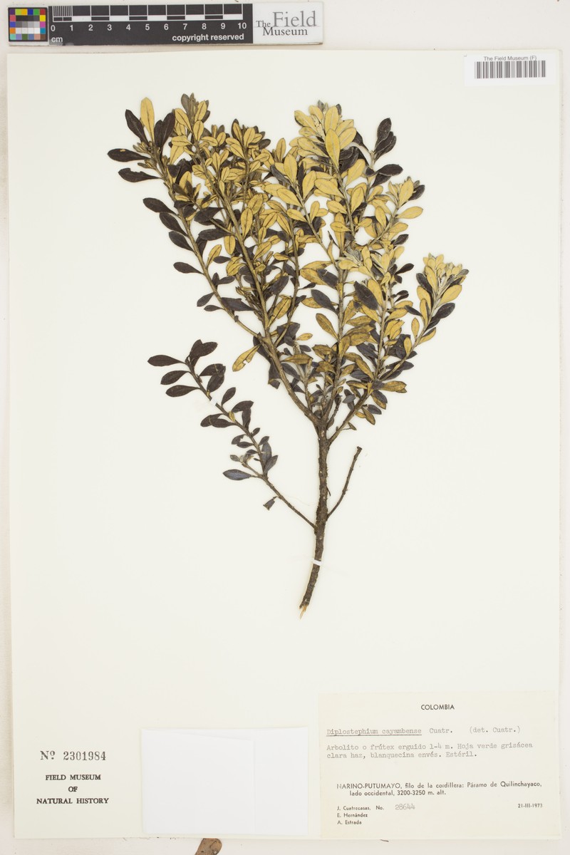 Diplostephium callilepis