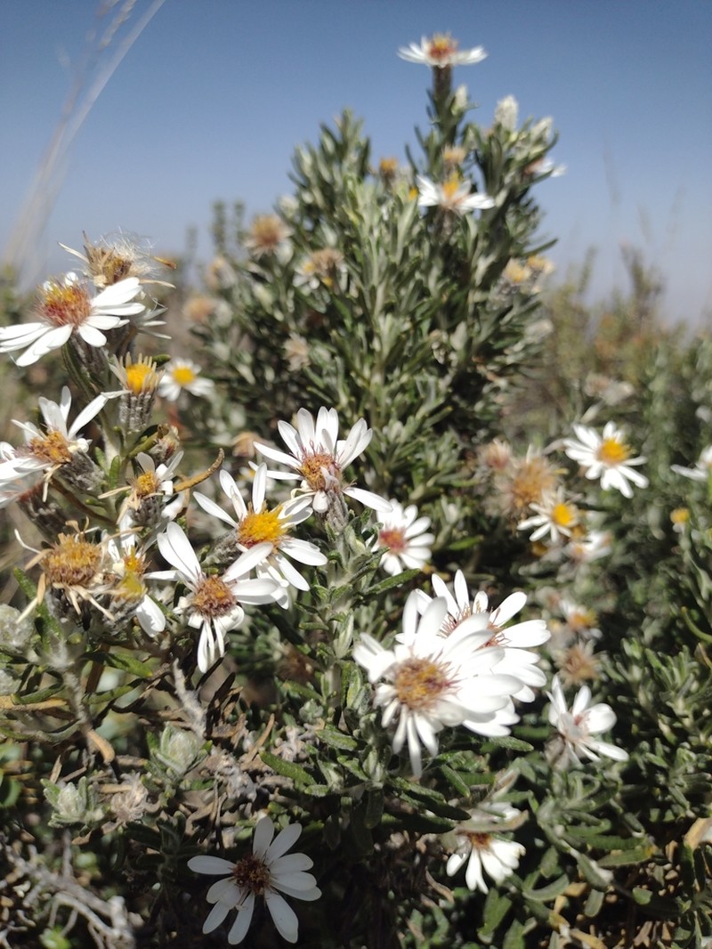 Diplostephium cinereum
