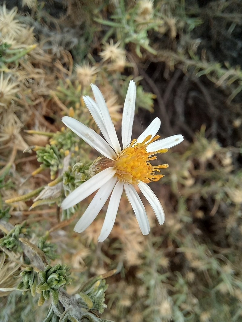 Diplostephium cinereum photo 2