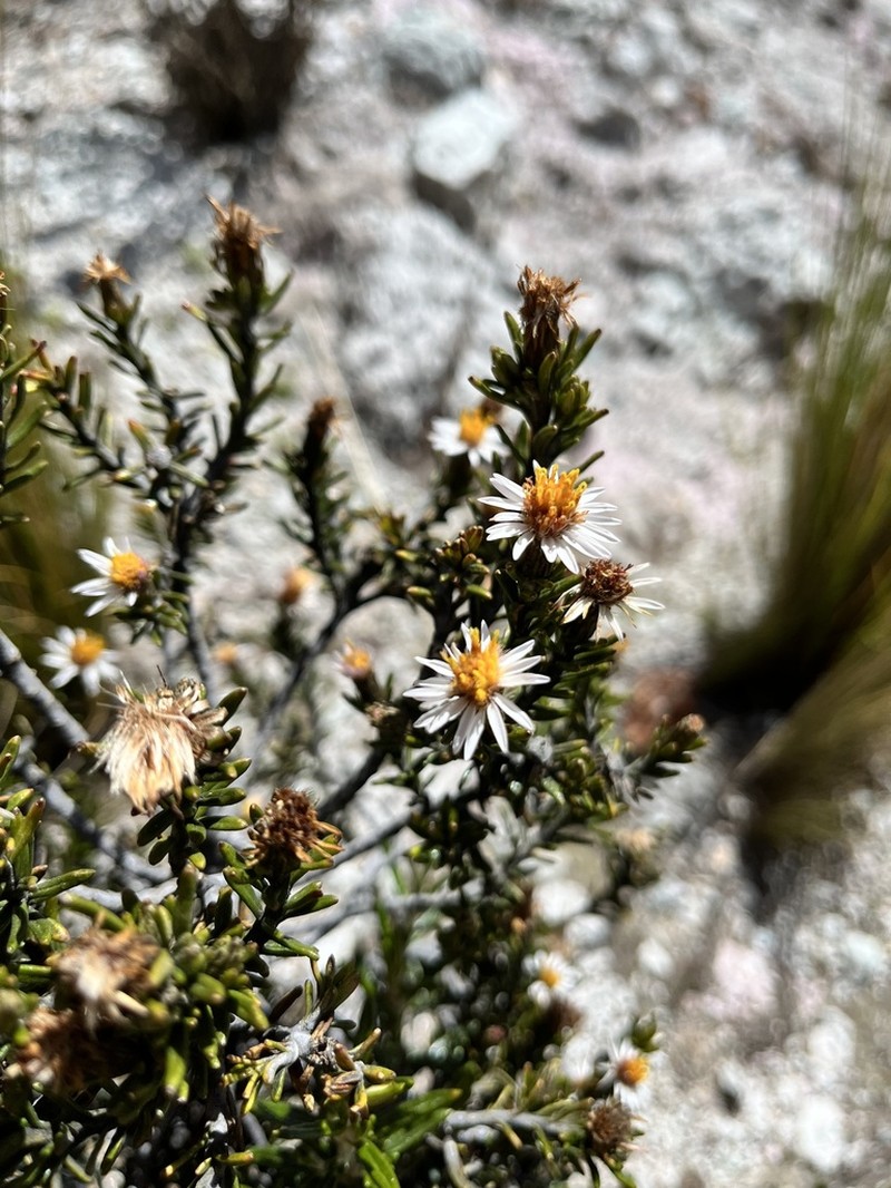 Diplostephium cinereum photo 3