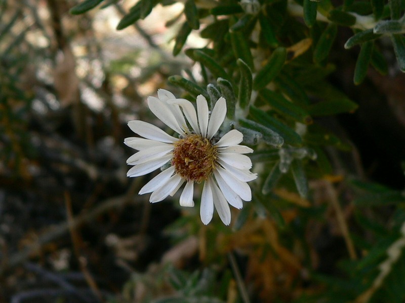 Diplostephium cinereum photo 4