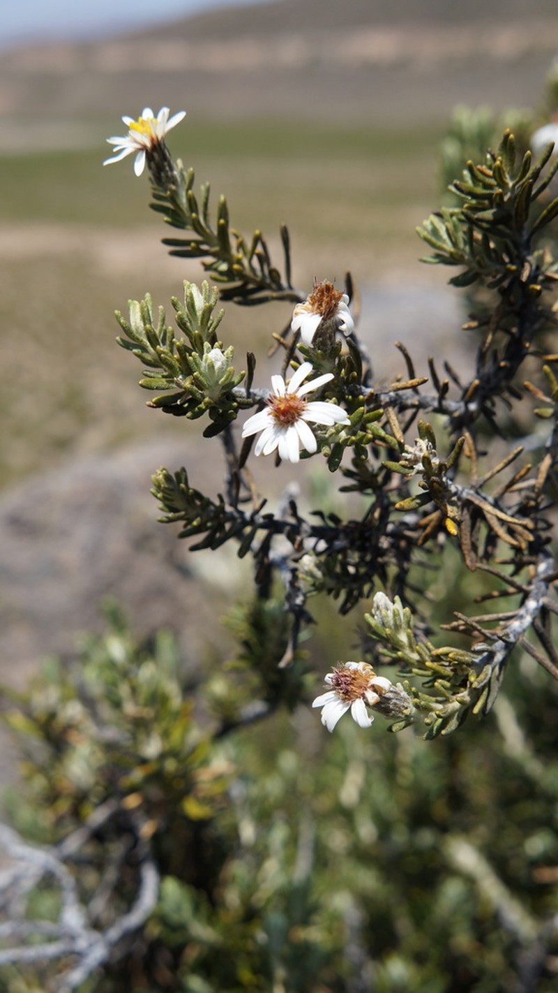 Diplostephium cinereum photo 5