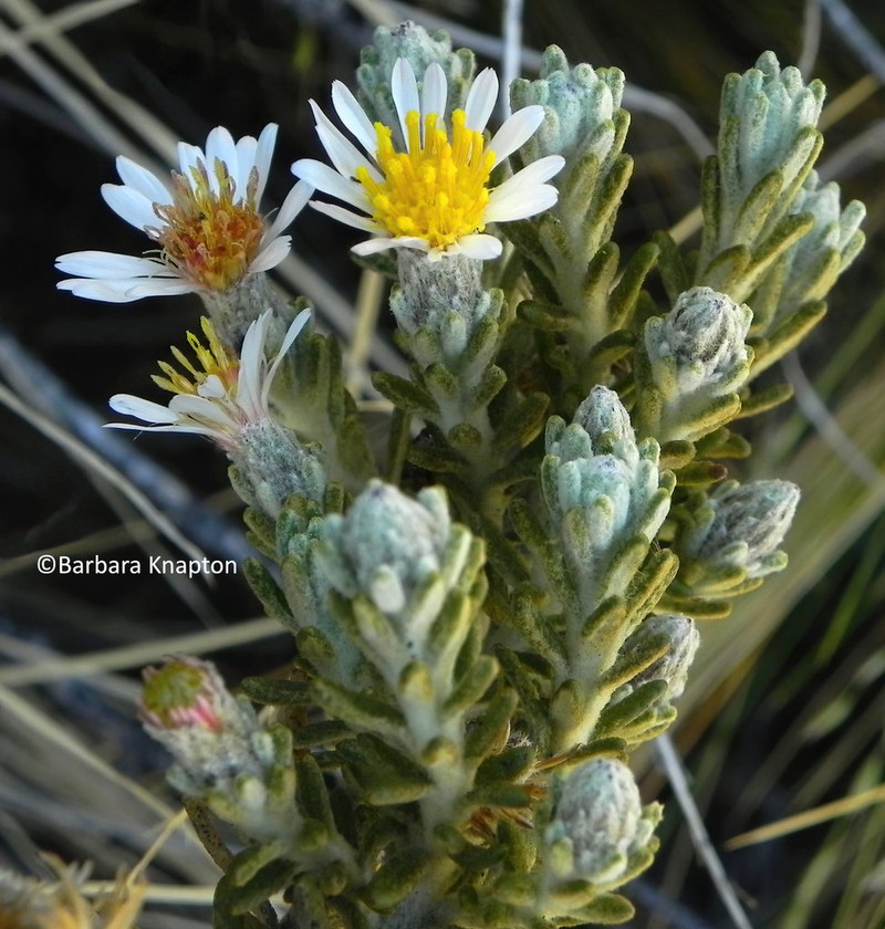 Diplostephium cinereum photo 6