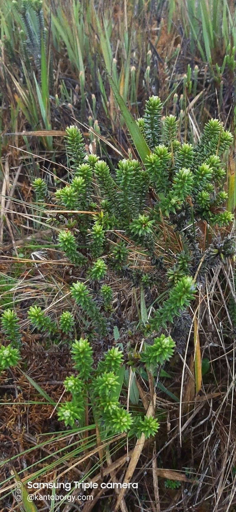 Diplostephium crypteriophyllum