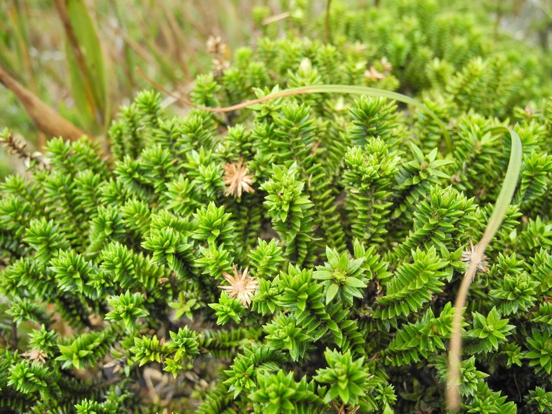 Diplostephium crypteriophyllum photo 4