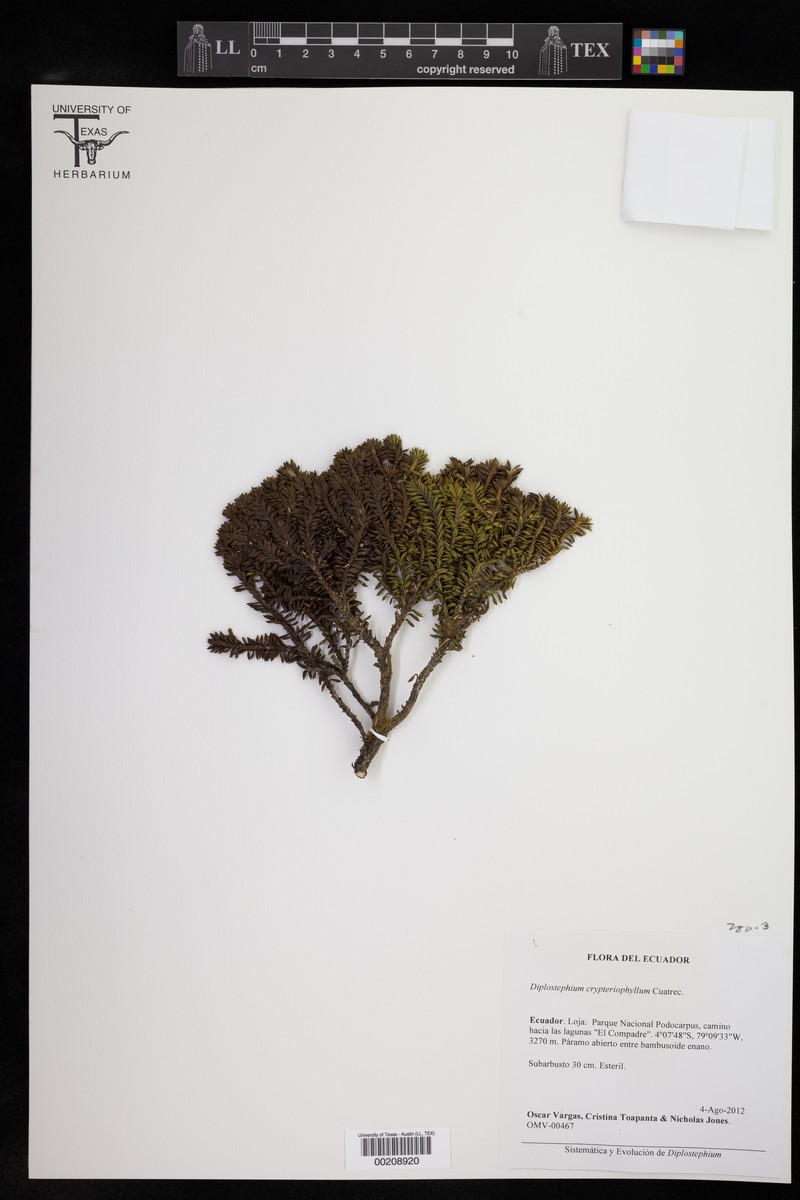 Diplostephium crypteriophyllum photo 5