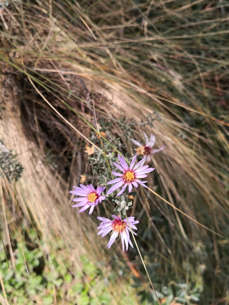 Diplostephium empetrifolium photo 3