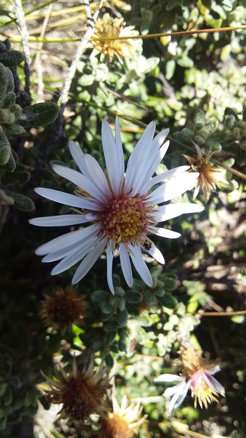 Diplostephium empetrifolium photo 4