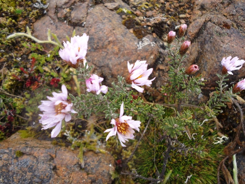 Diplostephium empetrifolium photo 5