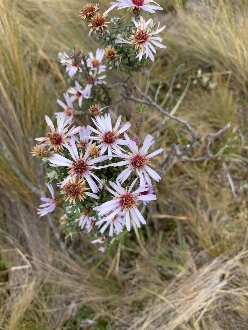 Diplostephium empetrifolium photo 8