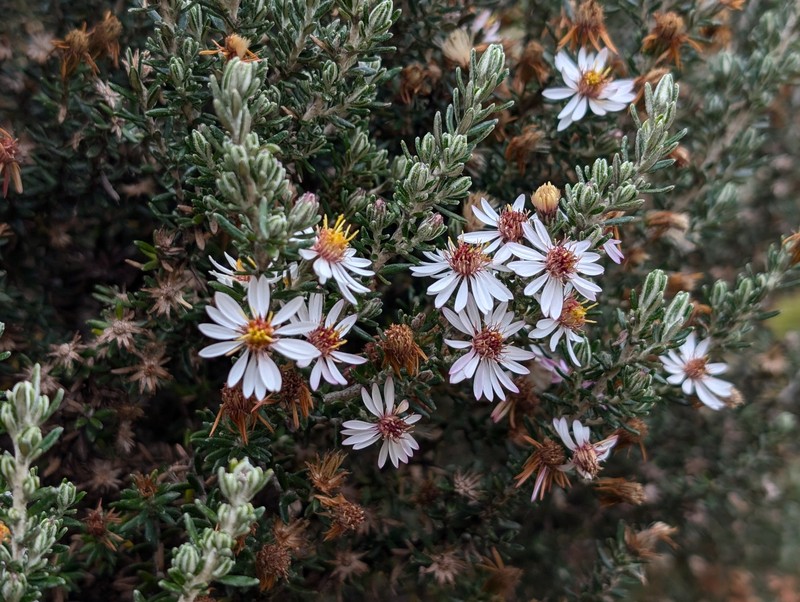 Diplostephium ericoides