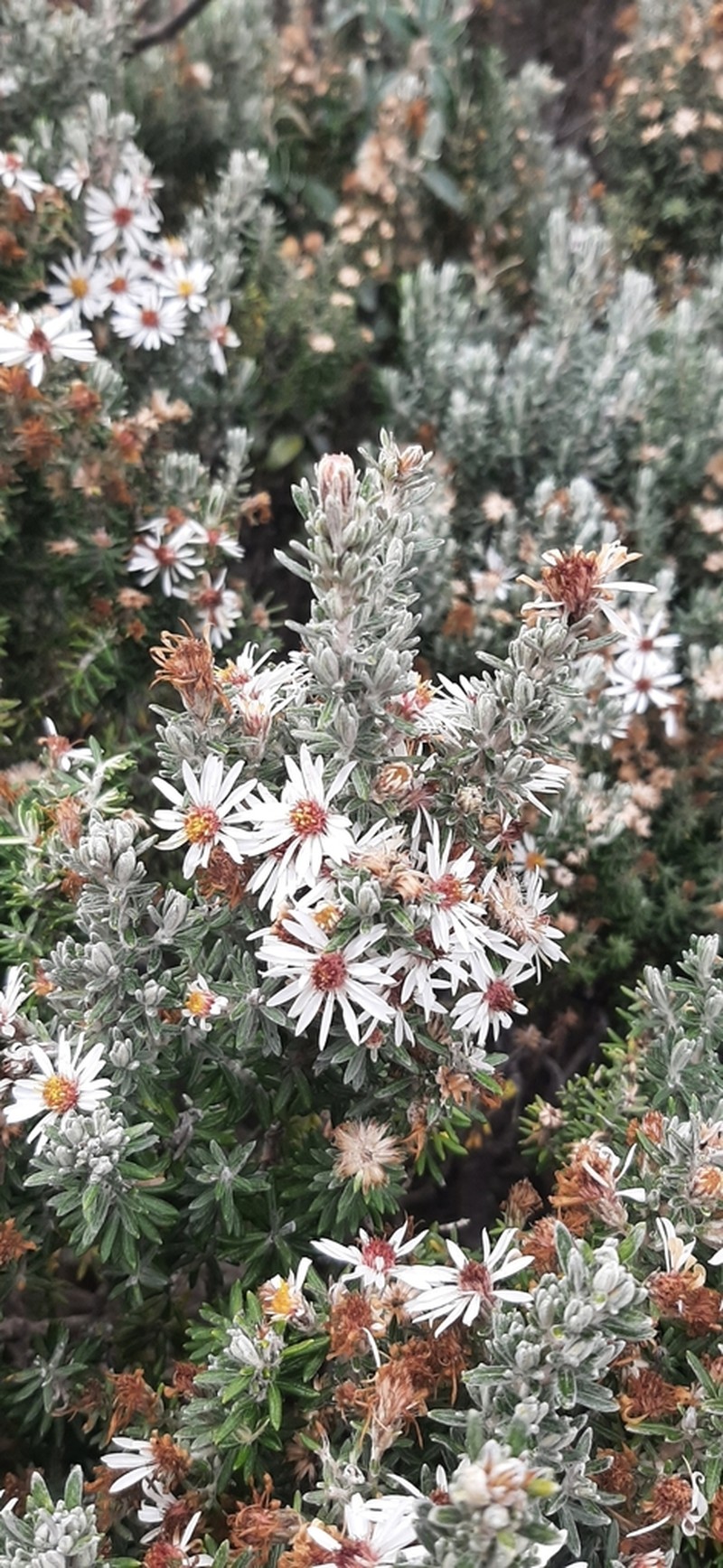 Diplostephium ericoides photo 2