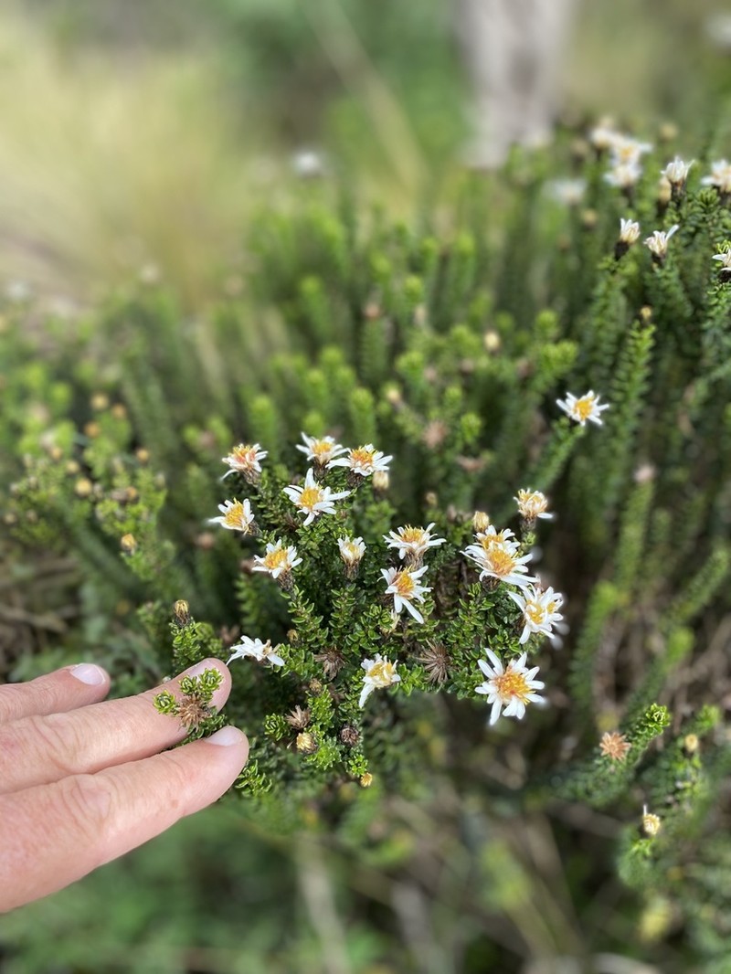 Diplostephium ericoides photo 3