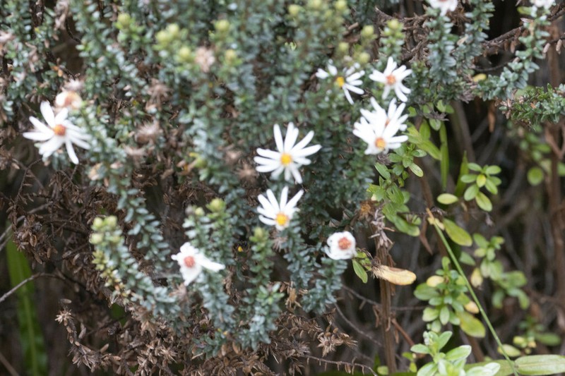 Diplostephium ericoides photo 4