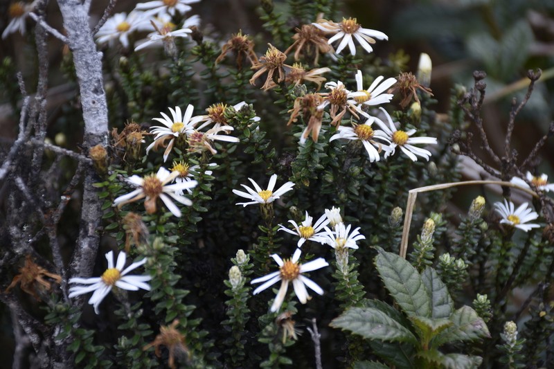 Diplostephium ericoides photo 5
