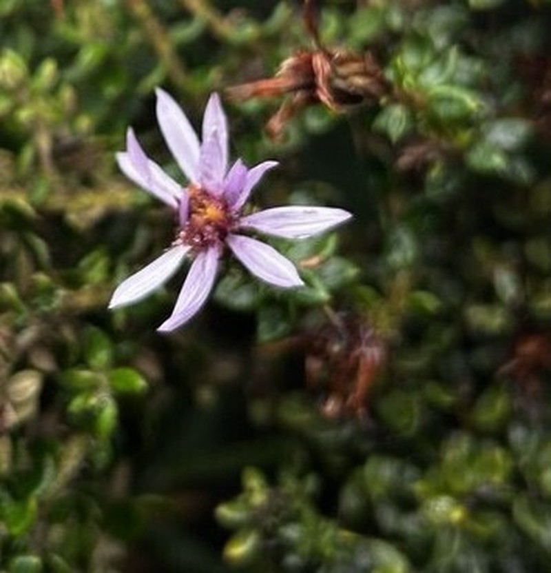Diplostephium espinosae
