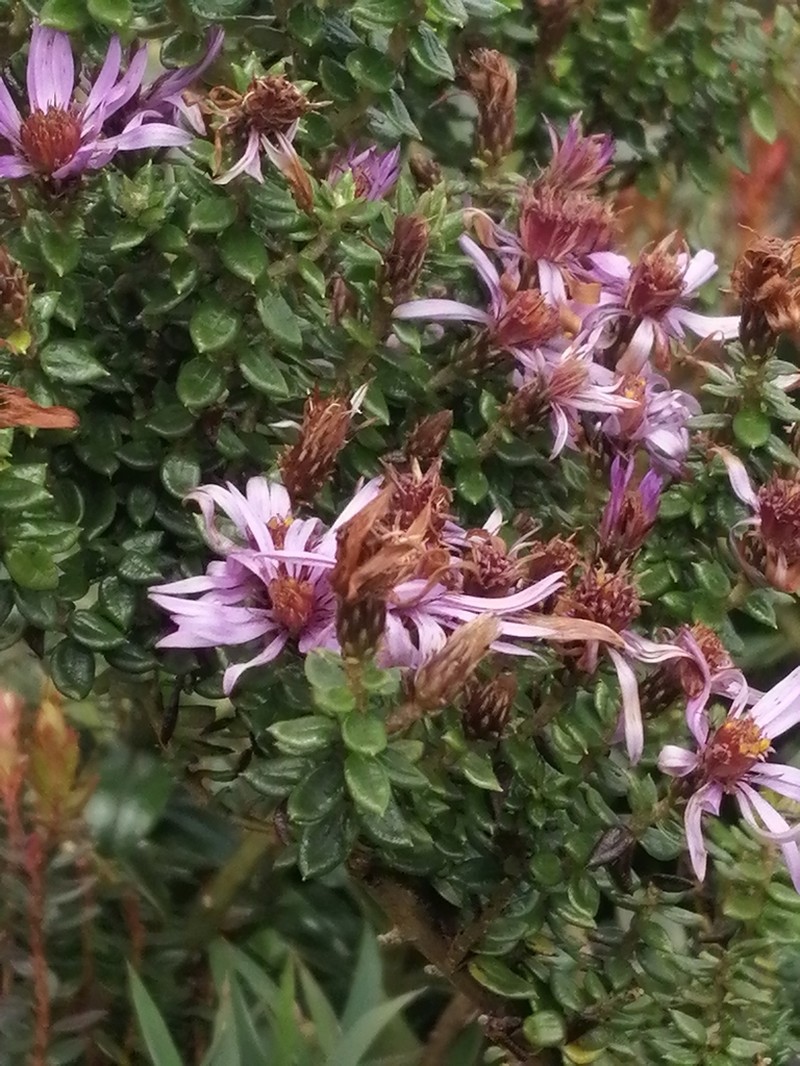 Diplostephium espinosae photo 3