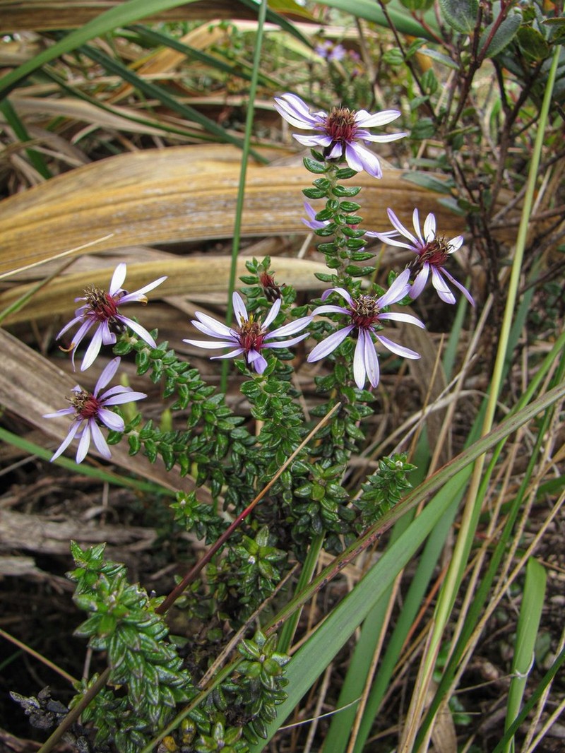 Diplostephium espinosae photo 4