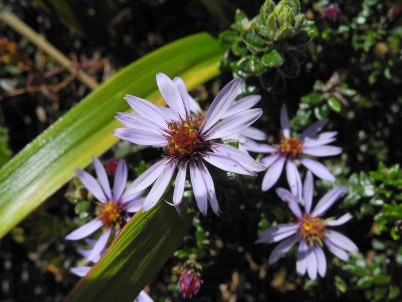 Diplostephium espinosae photo 5