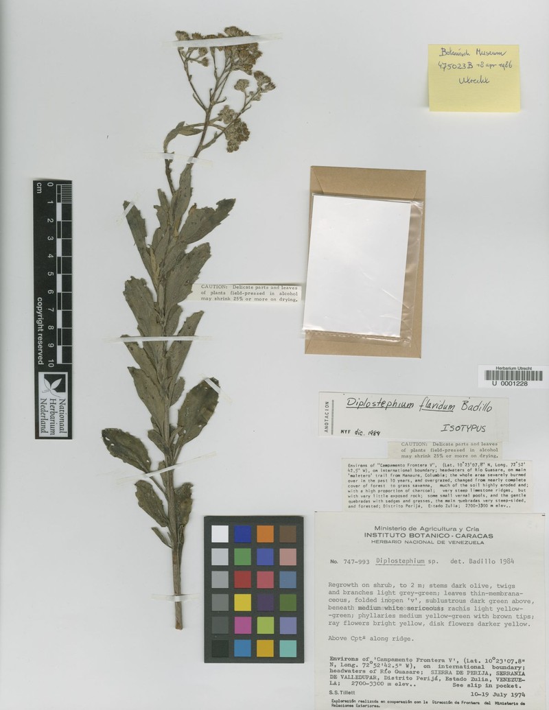 Diplostephium flavidum