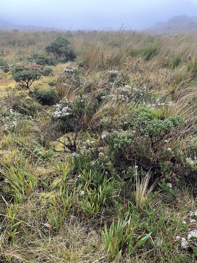 Diplostephium foliosissimum