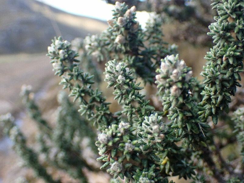 Diplostephium foliosissimum photo 2
