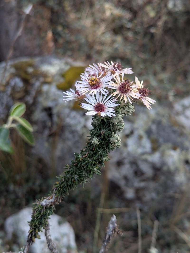 Diplostephium foliosissimum photo 3