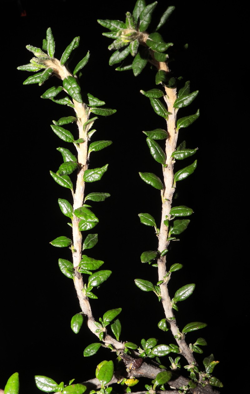 Diplostephium foliosissimum photo 4