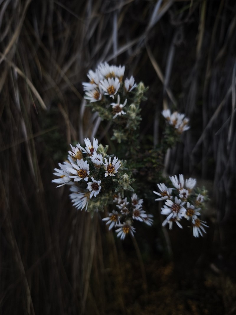 Diplostephium foliosissimum photo 5