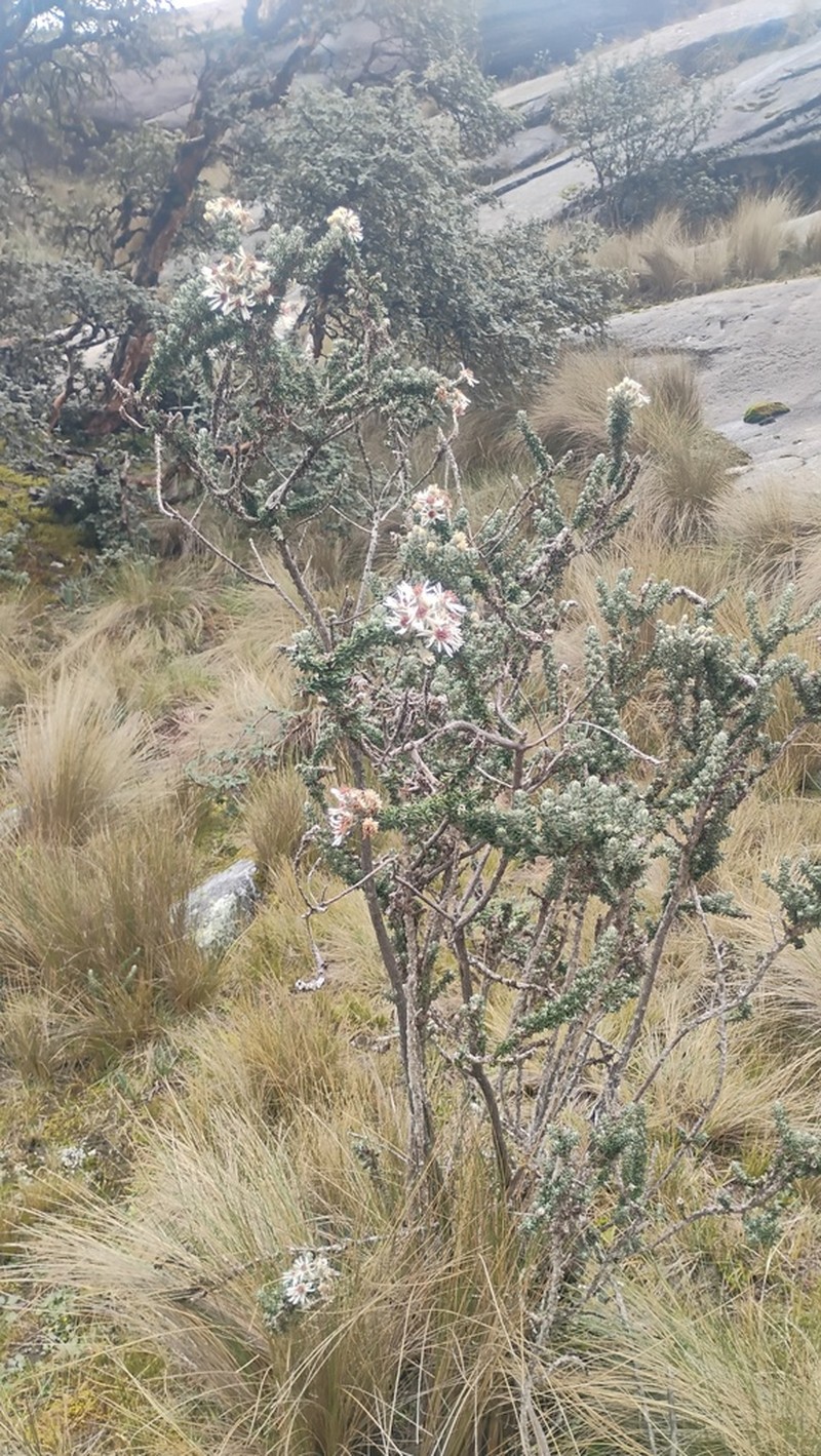 Diplostephium foliosissimum photo 6