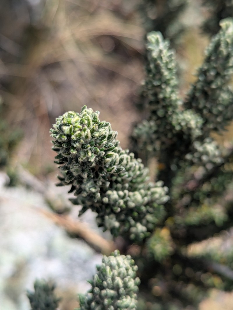 Diplostephium foliosissimum photo 7