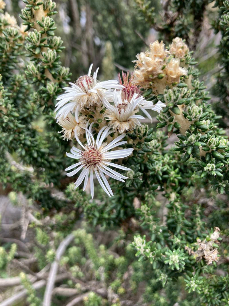 Diplostephium foliosissimum photo 8