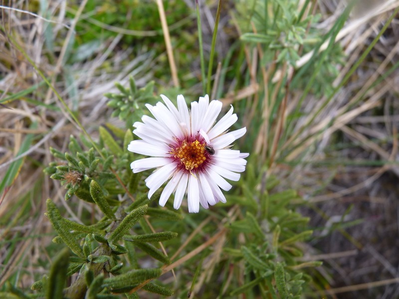 Diplostephium glandulosum