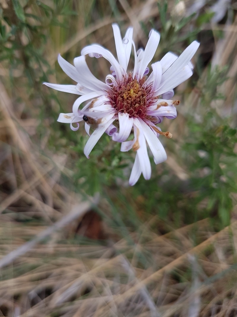 Diplostephium glandulosum photo 2