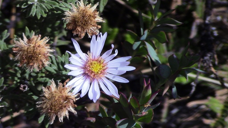 Diplostephium glandulosum photo 3