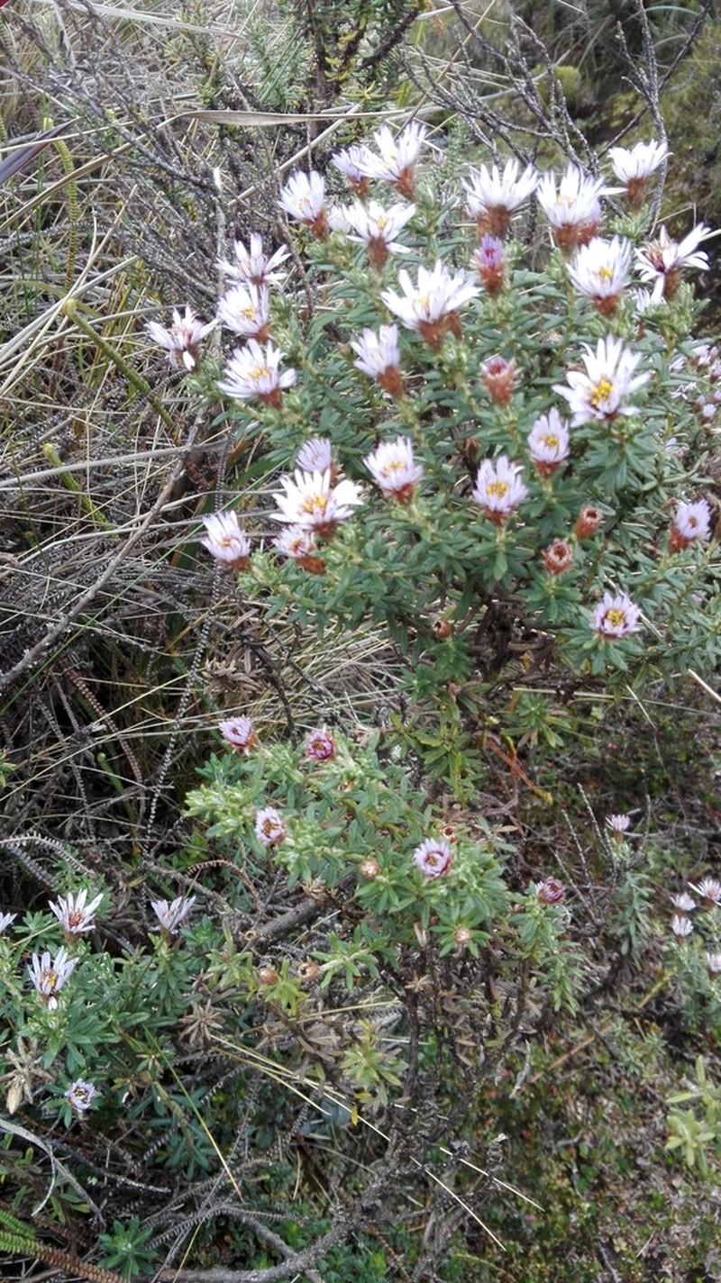 Diplostephium glandulosum photo 4