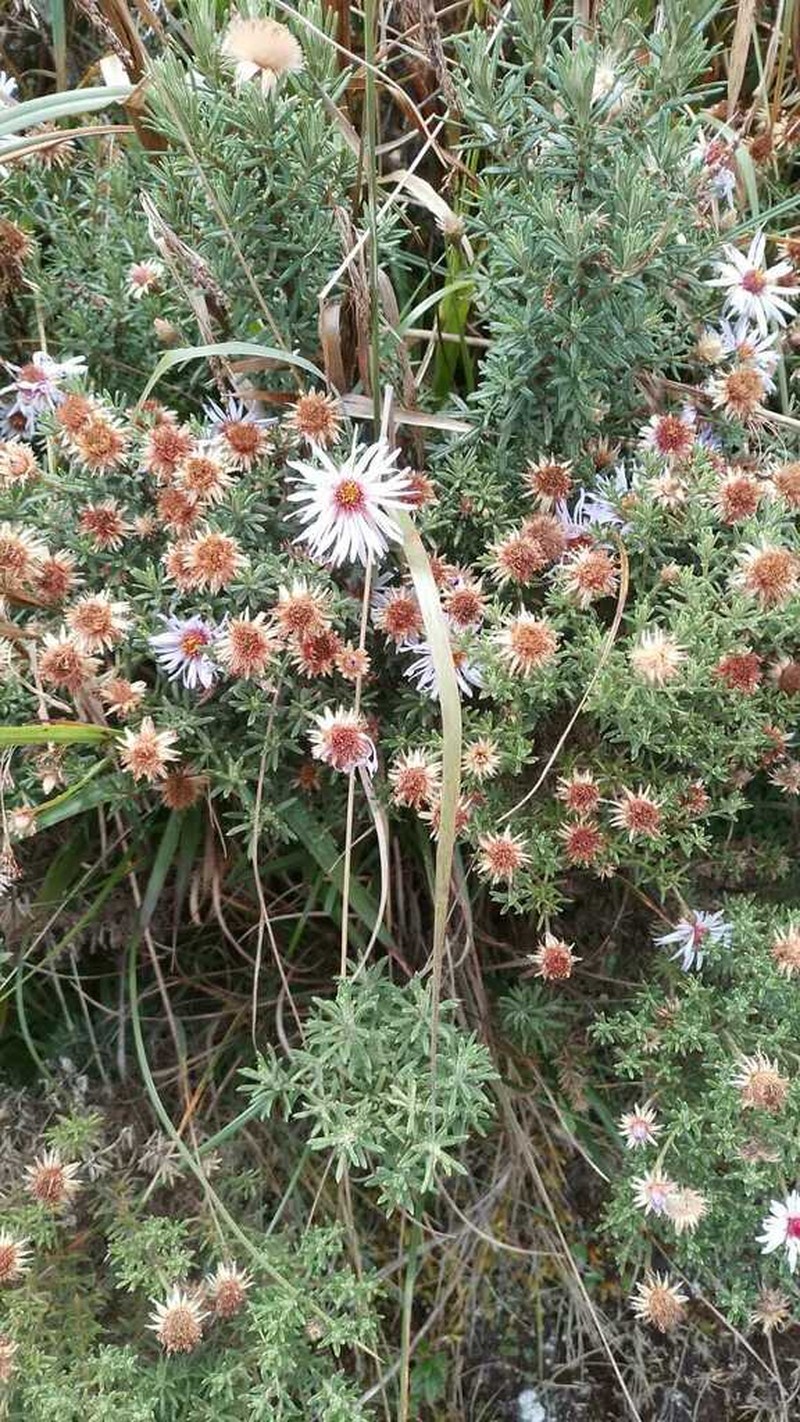 Diplostephium glandulosum photo 5