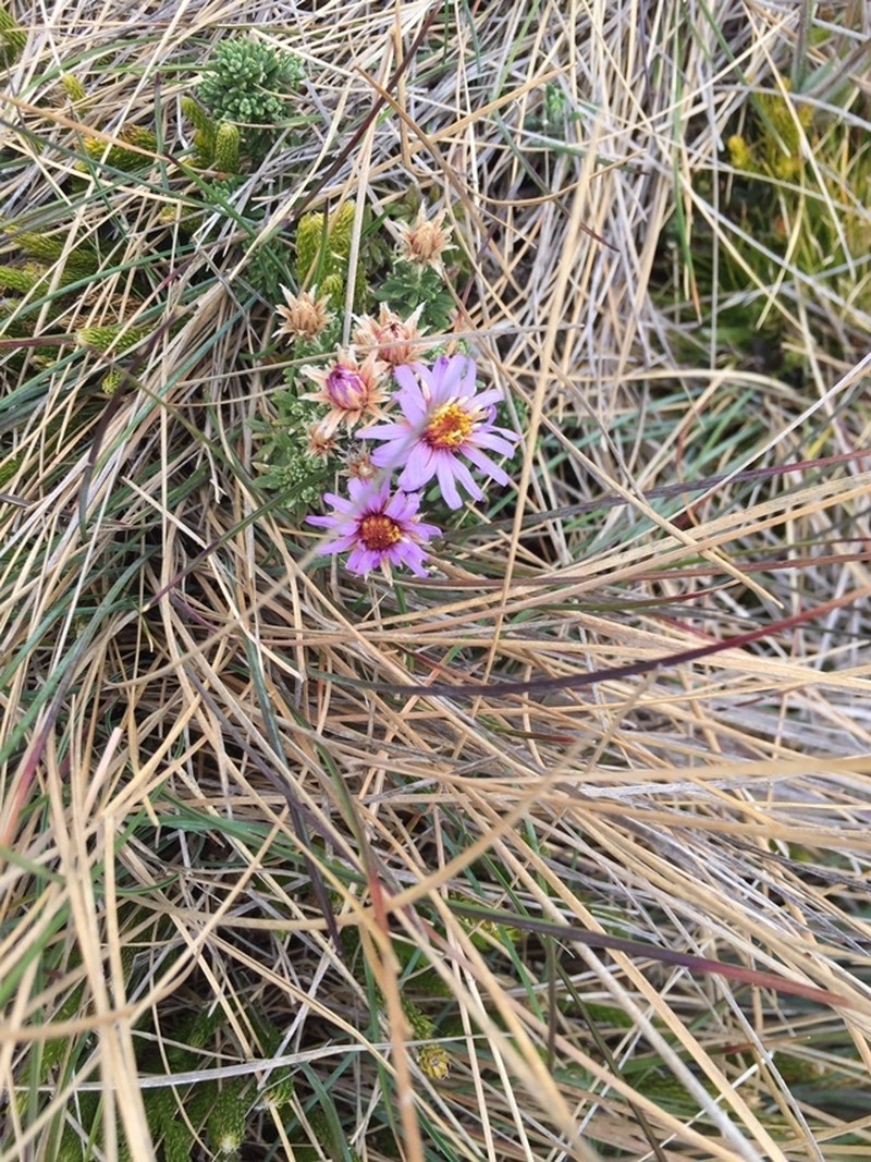 Diplostephium glandulosum photo 6