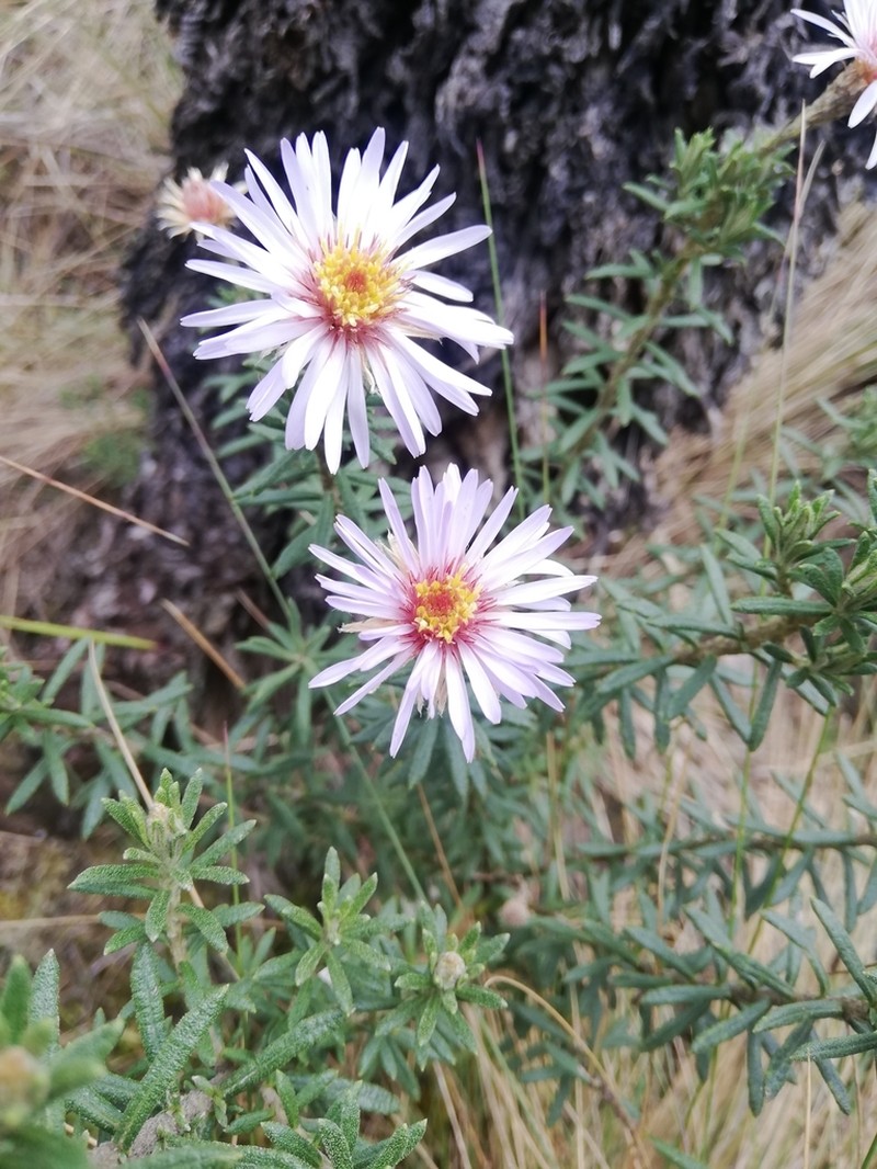 Diplostephium glandulosum photo 7