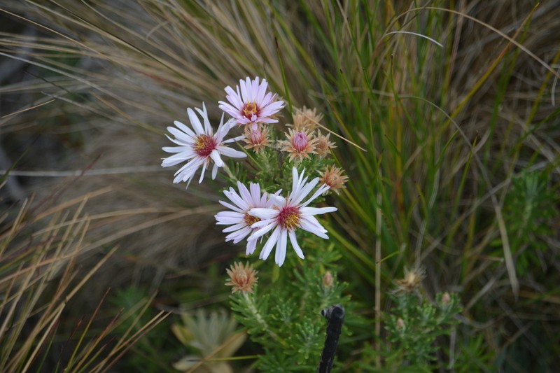 Diplostephium glandulosum photo 8
